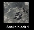 light black Snake