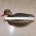Female Duck
