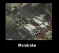 Mandrake