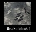 light black Snake