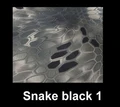 light black Snake