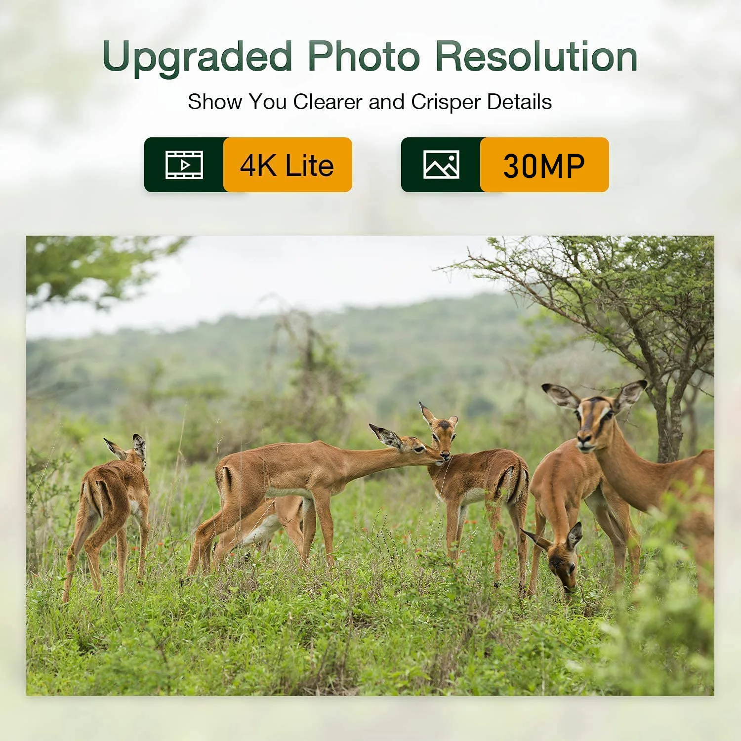 Cámara de rastreo para caza, videocámara 4G de HC-801/HC-801pro, vídeo 4K en vivo, visión nocturna, trampa fotográfica de 30MP, aplicación Bluetooth, Control de vida silvestre - imagen 4