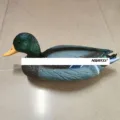 Male Duck