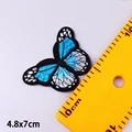 big butterfly3