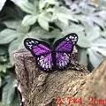 small butterfly9