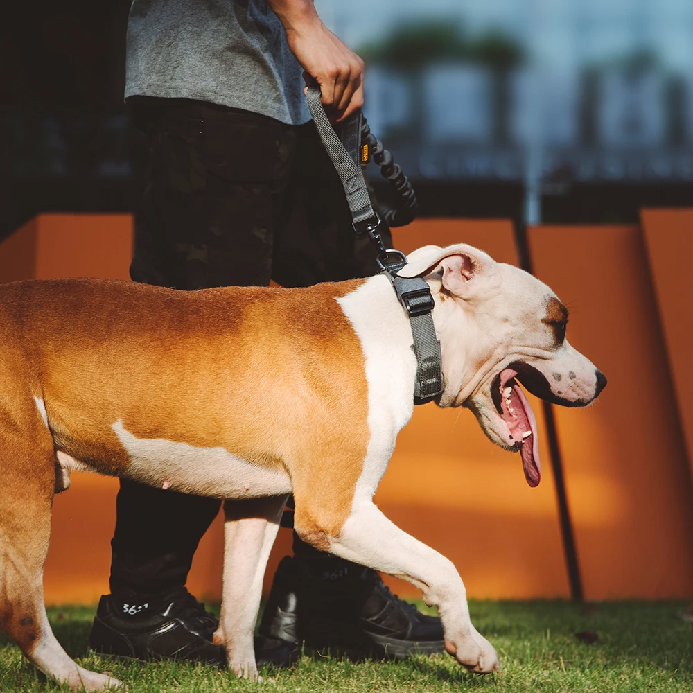 Collar ajustable para entrenamiento y paseos con perros grandes