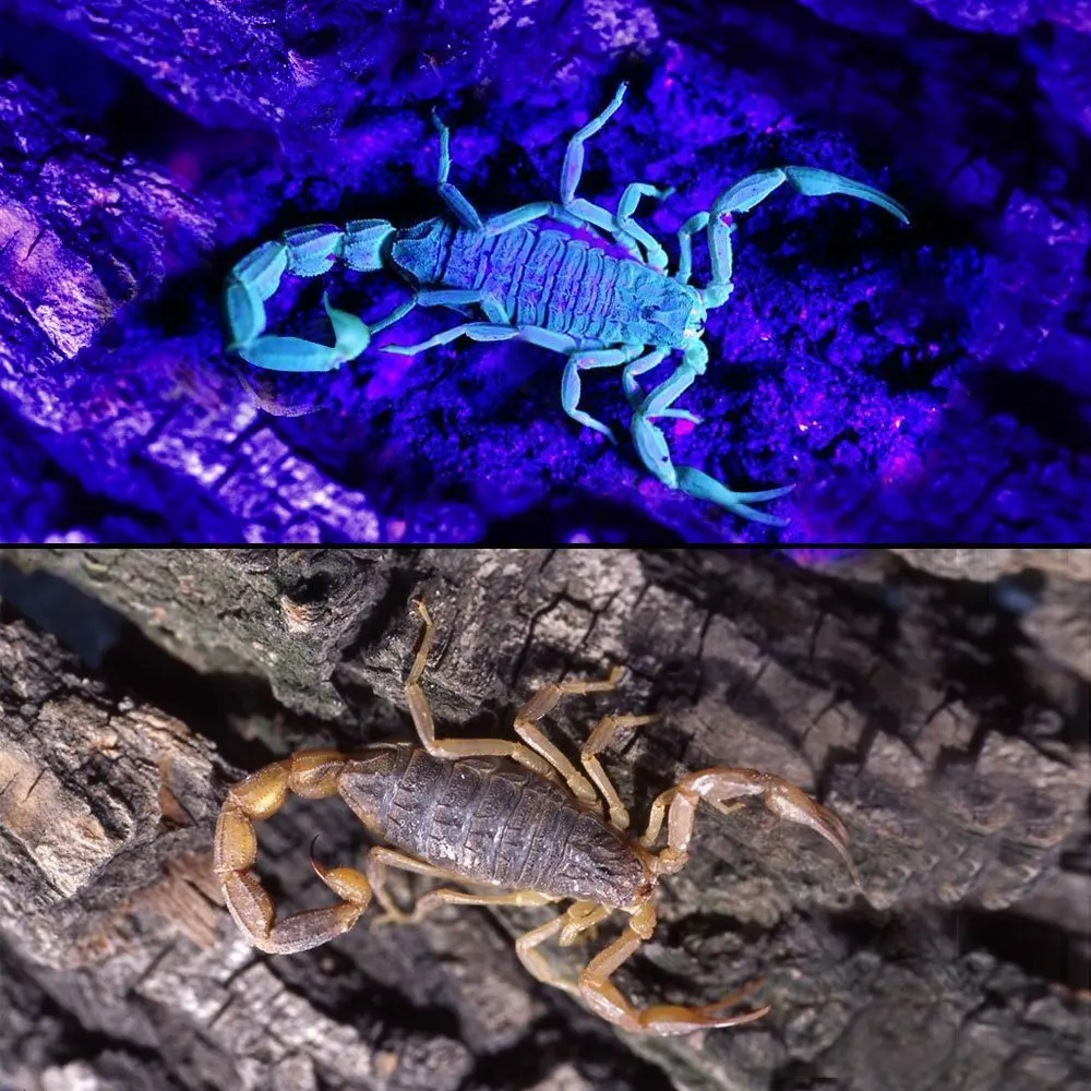 Efecto de la luz UV 365nm en entorno oscuro