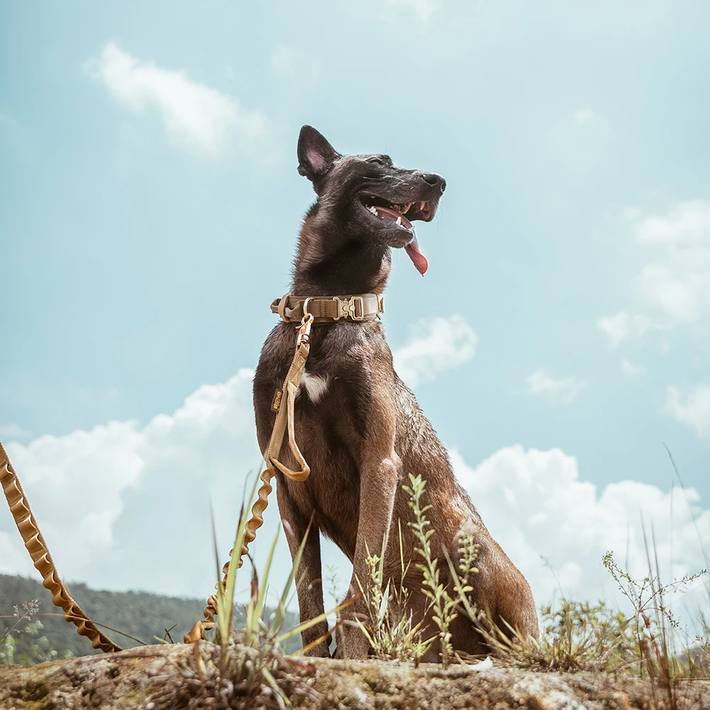 Perro con collar en uso outdoor