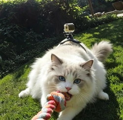 JOAXOR Arnés para gatos ajustable antiescape ligero doble agarre