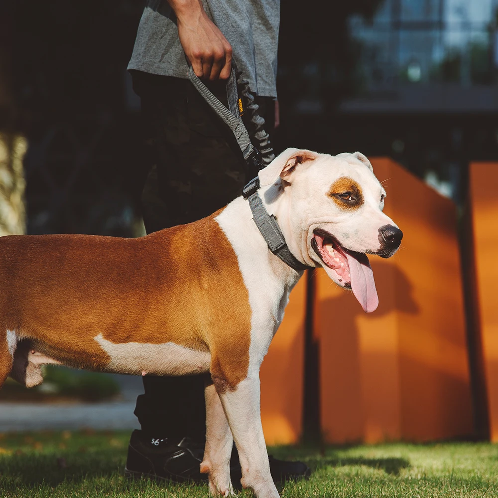 Collar táctico para perro de nailon ajustable – Pastor Alemán - imagen 4